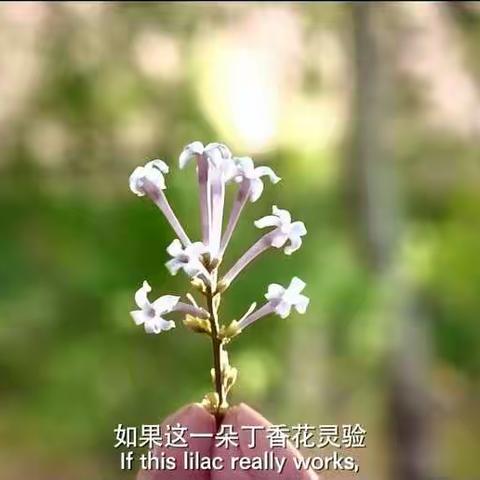 一朵丁香花（朗诵版）