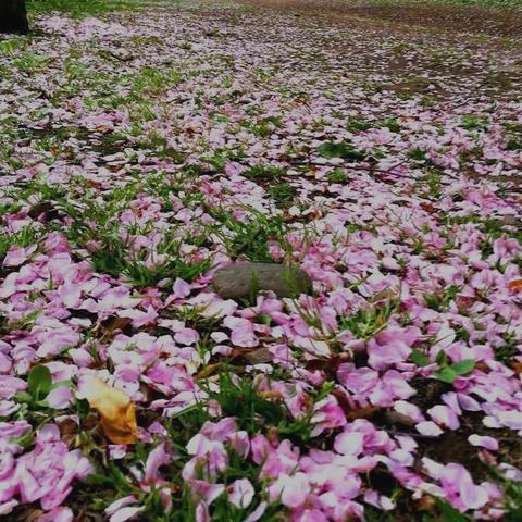 2019年日本北海道赏樱