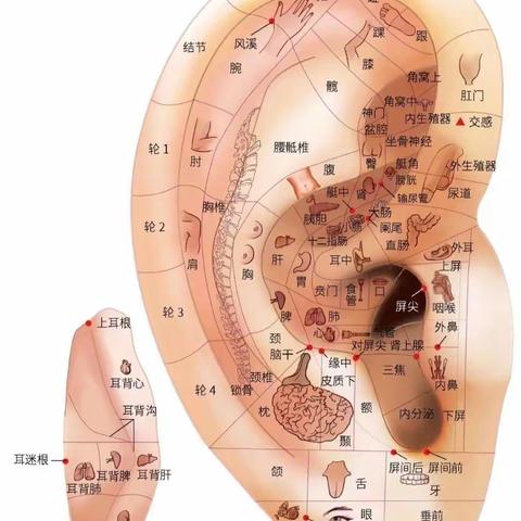 耳部刮痧，探索耳朵中的“健康密码”