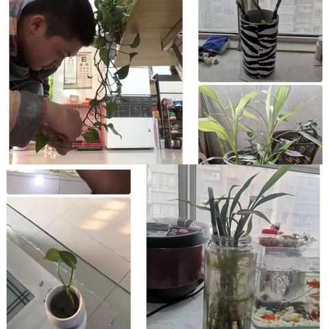 西安市第六中学初中生物实践作业展评