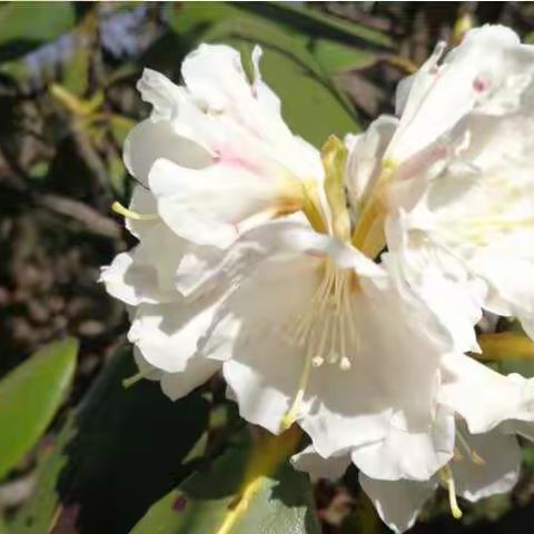 保护野生植物倡议书