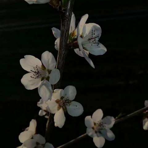 清明时节杏花开，路旁奇树轻青绿