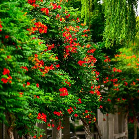 大明湖畔之百花洲掠影