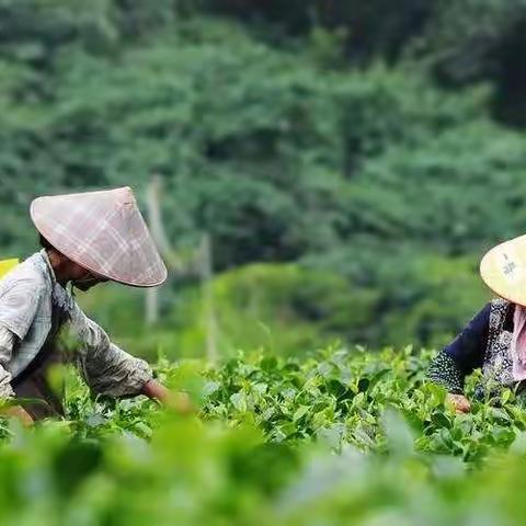 “茶里茶气”茶文化生活营