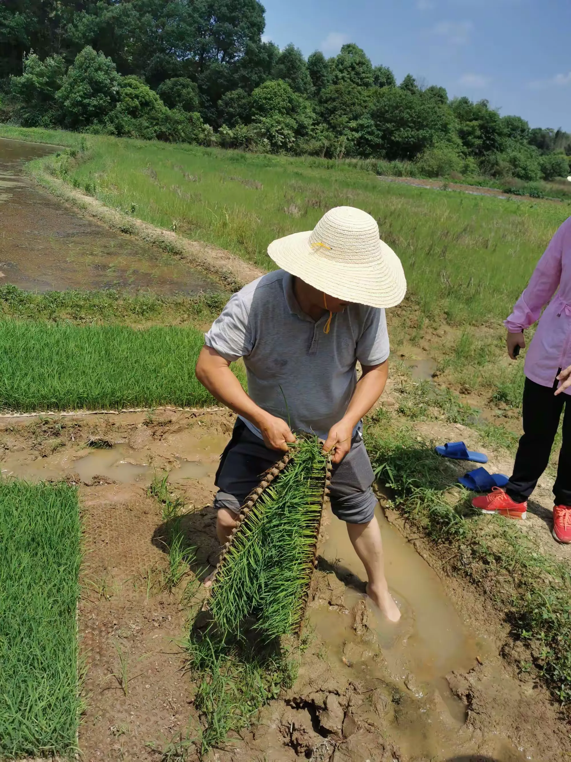 简篇-成长“稻”路(二)夏耘——劳动最光荣,(2021年5月13日)