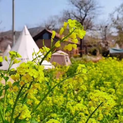 踏春游画～～海上桥古村花如画奇妙旅