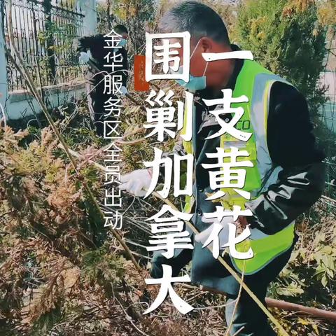 【金华服务区】惊现加拿大一枝黄花，服务区众人合力围剿