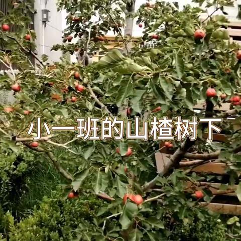 山楂树下摘果果——小一班摘山楂活动