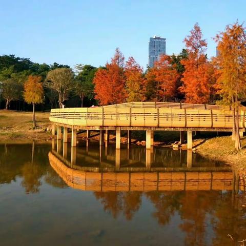 秋日松涛