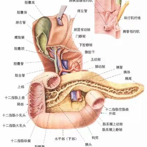 十二指肠，食物的第3道消化程序