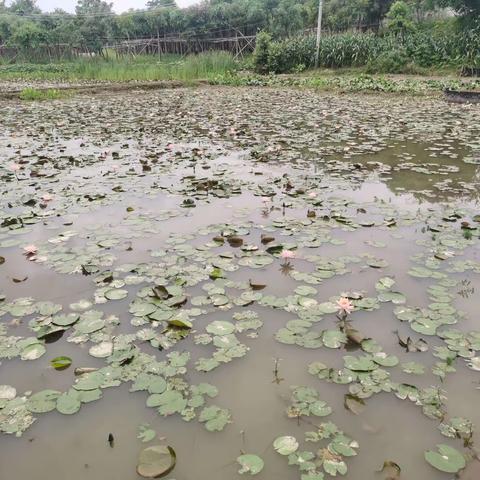 水生植物类