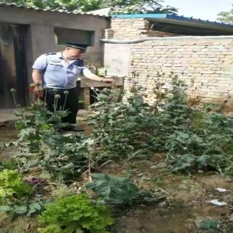 励志东路派出所查处一起非法种植罂粟案