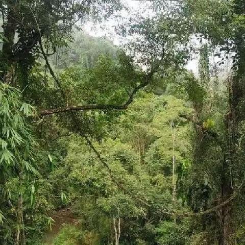 边境茶？缅甸茶？价值洼地，普洱的新生力量你知道吗？