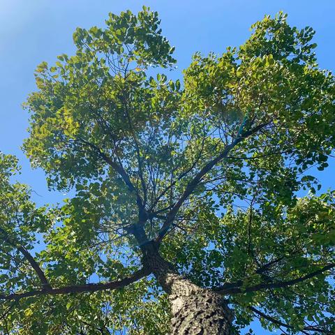 春风浩荡满目新 扬帆起航创辉煌——邹城市千泉小学2022-2023学年度第二学期顺利开学