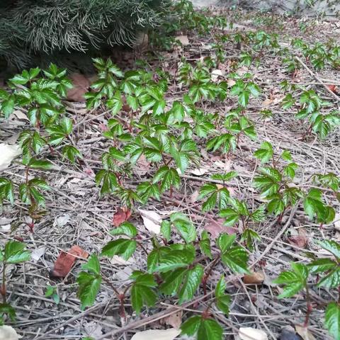 最美人间四月天