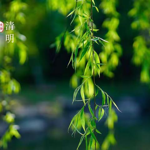 润雨清明 缅怀先烈 记灵沙九年制学校清明节主题教育活动