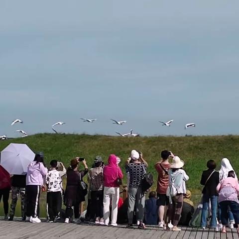 寻北之旅(五)扎龙看放鹤 冰城逛老街