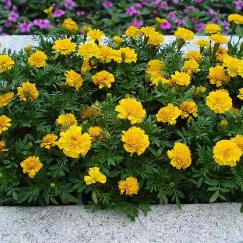 新时代好少年--保定市风帆学校于立莉志愿服务活动纪实