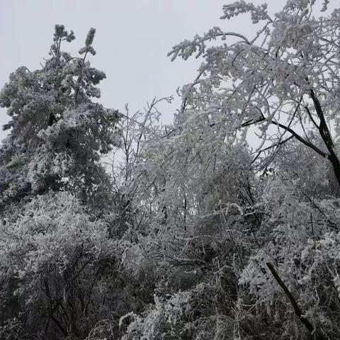 冰盘若琥珀，白雪掩屋舍。枯枝寒霜染，天地皆一色。2018冬拍阳宝山冰雪美景。