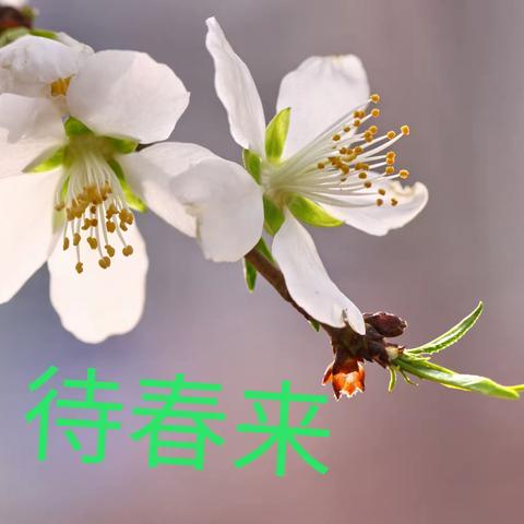 共战疫，待春来——爱心家长为学校捐赠防疫物资