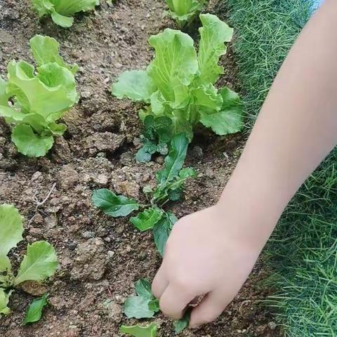 小小植物，大大世界”罗湖区清源幼儿园小二班种植活动美篇