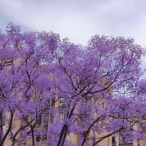 蓝花楹开了