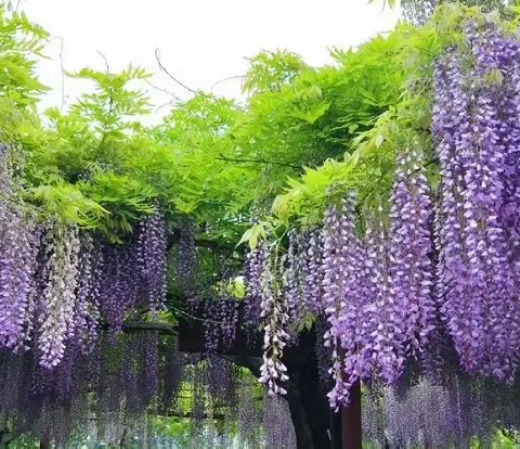 【4.17】紫藤花香翩跹舞，英伦街区花似锦