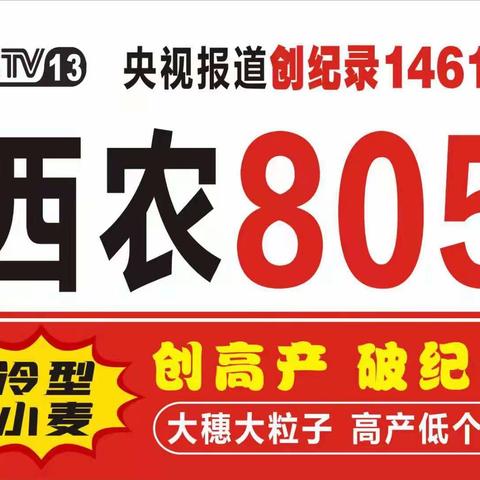 我国第一个强抗倒、高耐寒冷型小麦新品种西农805，最高亩产802.3公斤