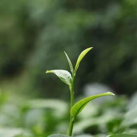 千帆竞发争相渡，  口算达人归我属——安阳市宗村小学口算活动小记