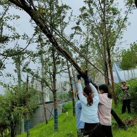 清理雨后断枝 及时消除安全隐患