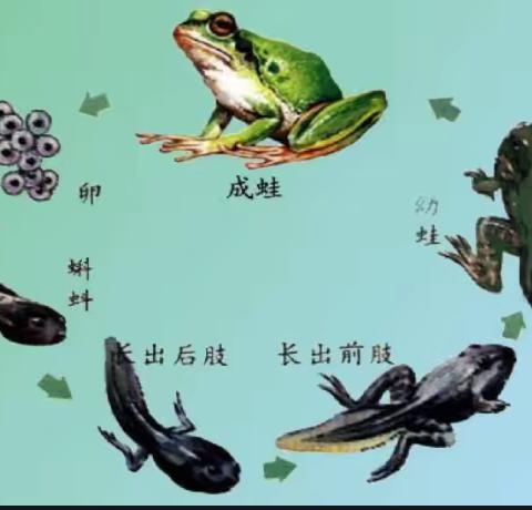 20210807 Casimir-How Frogs Grow复述/背诵