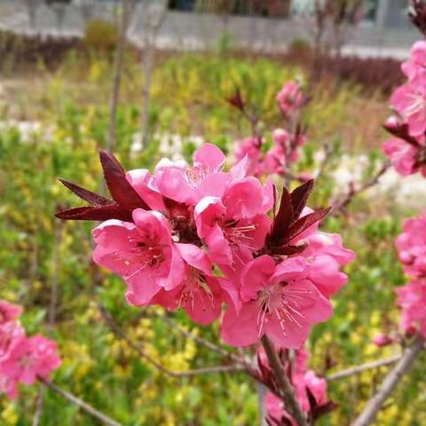 同心协力，让教研之花盛开——横州市百合镇小学语文中年段3组第二次返岗研修活动