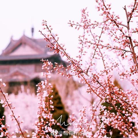 【碑林教育】花开绚烂时，成长扬帆起——钟楼小学五年级语文学习成长记