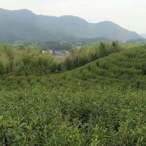 雨和风 我和茶