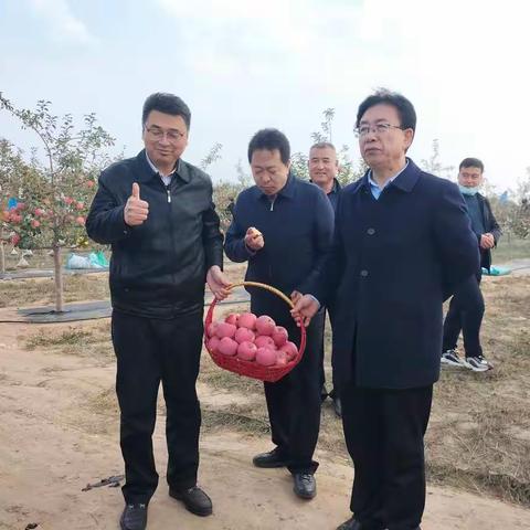 太平沟村山地苹果🍎红红脆脆甜甜