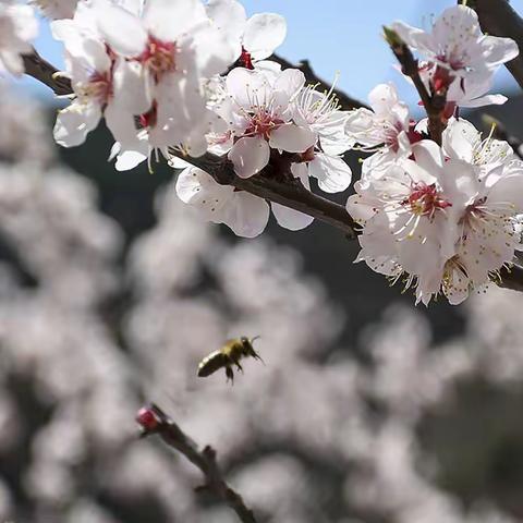 山道春花