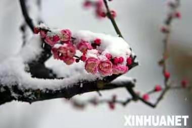 静待花开