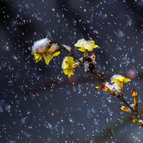 雪花飘飘  景色妖娆
