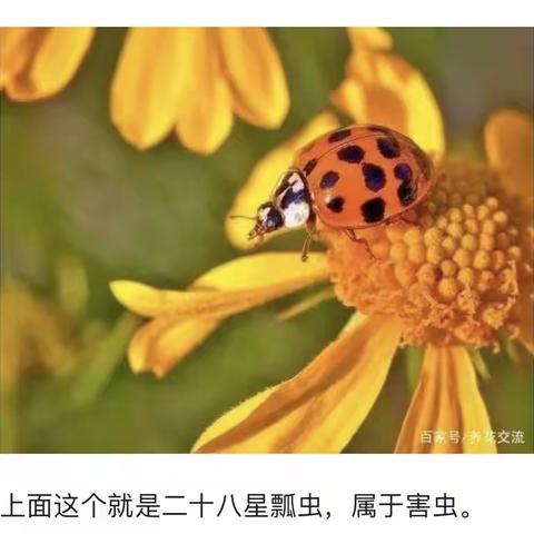 春季主题探究活动（二）小瓢虫🐞 大世界🤔️ ——农安县长早幼儿园