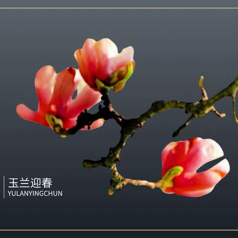 早春二月时，玉兰花正开