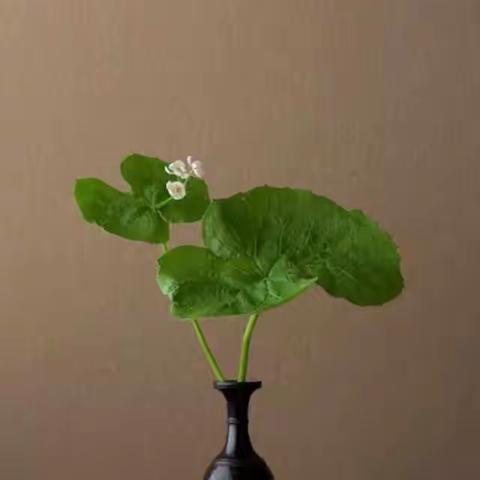 花花绿绿～美篇美林