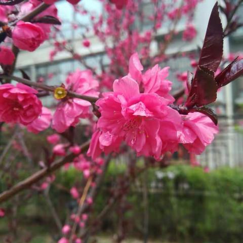 花香醉人 南沙河