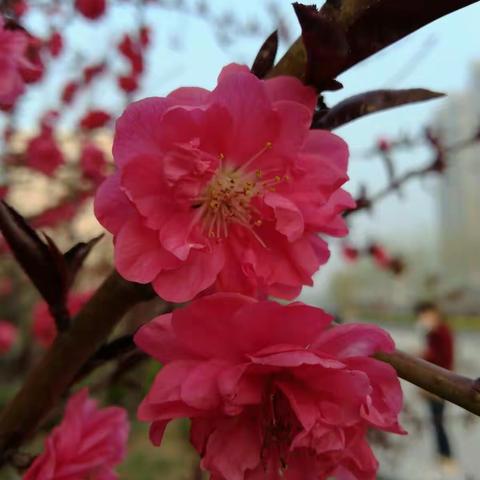 花香醉人……沙河美景