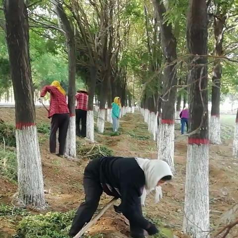 郝家庄镇【百日攻坚】工作动态