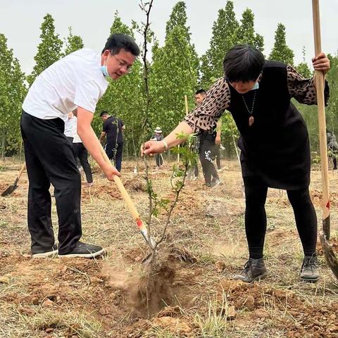 【春风十里，正“植”有你】山口镇开展尧山义务植树活动