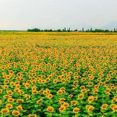 内蒙古葵花用《沃叶肥》增产的方法