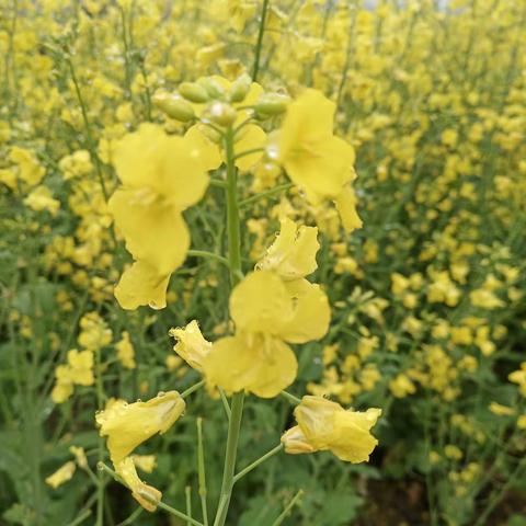 青苹果画室           ——2021教师踏青写生预告