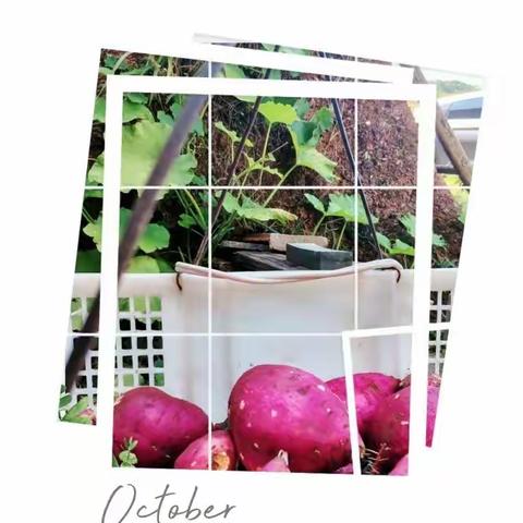 秋天里，红薯绽开了笑脸虹桥小学1705班美图配美文