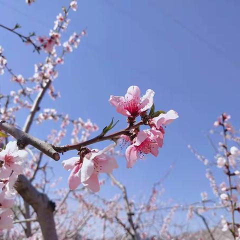 【读万卷书，行万里路】——丰润区左家坞镇仰山小学第一届读书节活动开幕