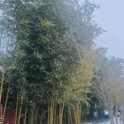 第一场雪 | 玉树琼花入眼来